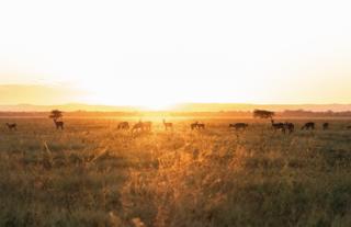Gorongosa Safaris
