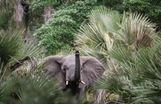Gorongosa Safaris