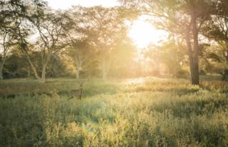Gorongosa Safaris