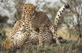 Wildlife