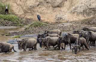 Migration Crossing