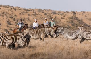 Horse safari: zebras