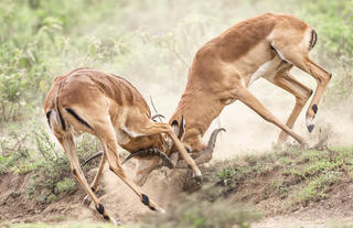 Game drives on Loldia