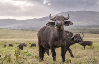 Game drives on Loldia