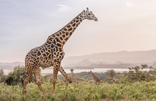 Game drives on Loldia