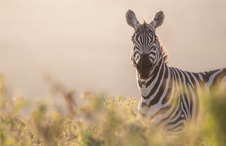 Game drives on Loldia