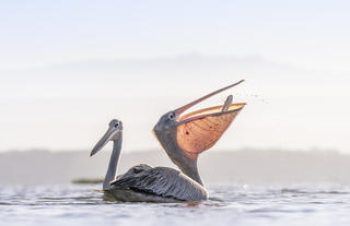 Boat rides on Lake Naivasha