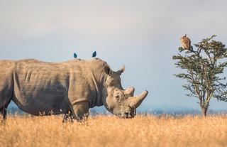 PRC - Ol Pejeta