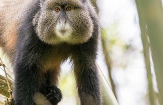 Volcanoes Safaris