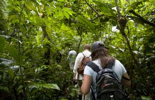 Jungle Walk