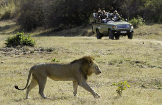 Game drives with lion