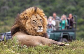 Game drive viewing Lion