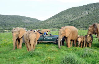 Game Drive viewing Elephants