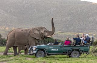 Game drive viewing Elephant