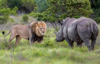 Lion & Rhino stand off