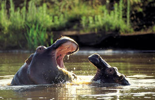 Hippos