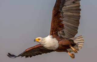 Bird life