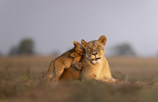 Lioness and Cub