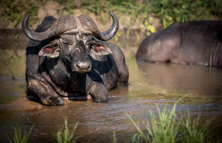 Kambaku Safari Lodge