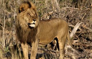 Kweene Wildlife