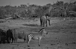 Kweene Wildlife