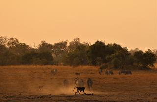 Kweene Wildlife