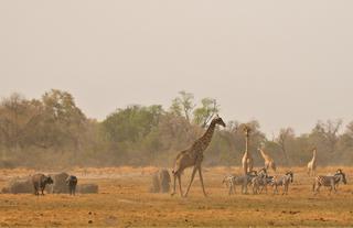Kweene Wildlife