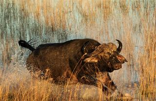 Kweene Wildlife