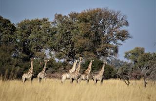 Kweene Wildlife