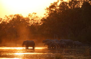 Kweene Wildlife