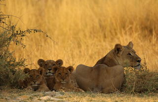 Kweene Wildlife