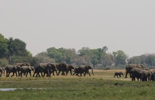 Kweene Wildlife