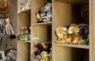 The Curio Shop