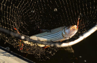 Tiger Fishing