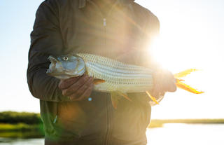 Tiger Fishing Sunset Catch