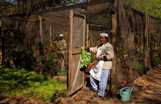 Vegetable patch
