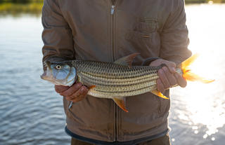 Tiger fish - catch and release basis