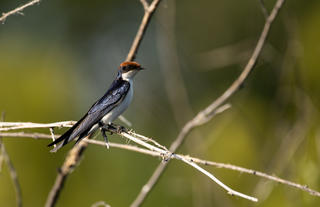Ichingo Chobe River Lodge birding