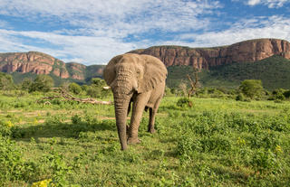 Elephant and the iconic mountains