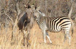 The Resident Zonki