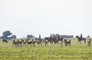 Rides and Wildlife