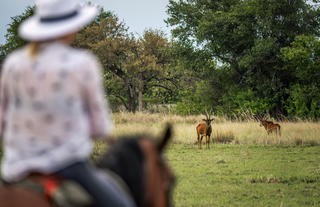 Rides and Wildlife