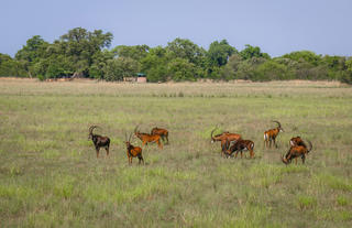 Rides and Wildlife