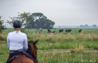 Rides and Wildlife