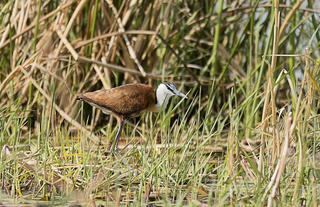 African Jacana