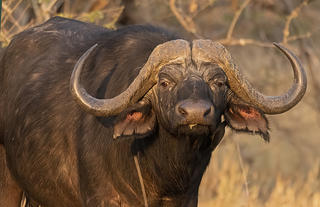 The Buffalo