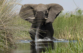 The elephant