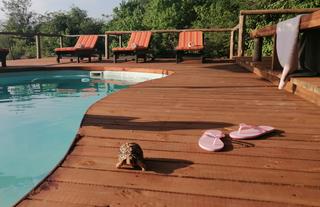 Pool area