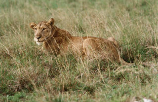 Kyambura Gorge Lodge
