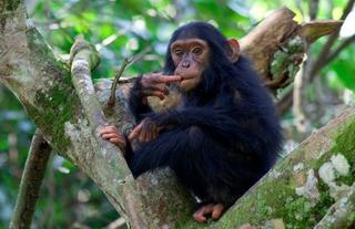 Volcanoes Safaris